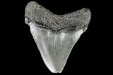 Juvenile Megalodon Tooth - Georgia #111620-1